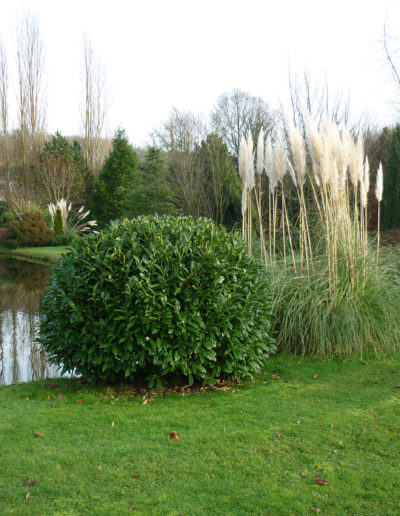 COULEURS-ET-PAYSAGES-ETANG-ENTRETIEN