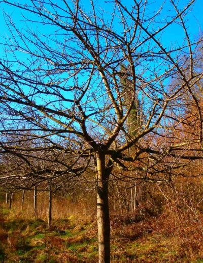 COULEURS-ET-PAYSAGES-TAILLE-ARBRE-AVANT