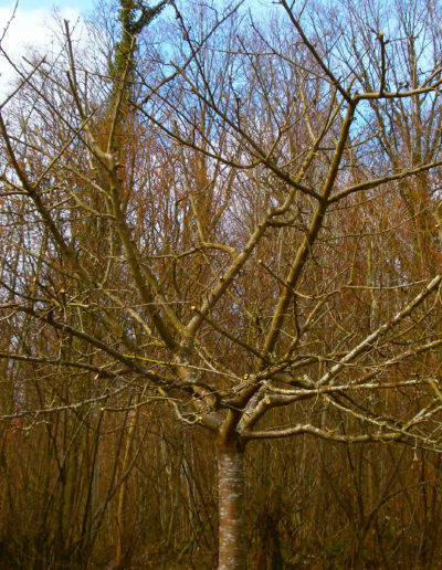 COULEURS-ET-PAYSAGES-TAILLE-ARBRE-FRUITIER-APRES