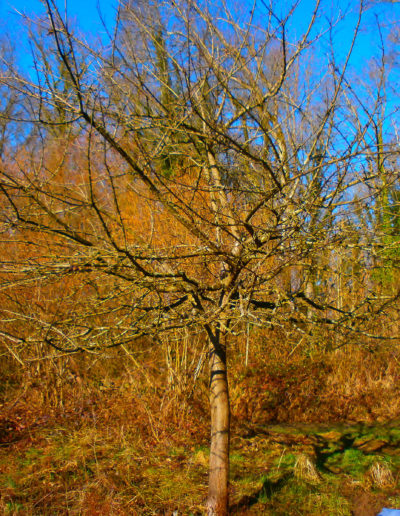 COULEURS-ET-PAYSAGES-TAILLE-ARBRE-FRUITIER-AVANT