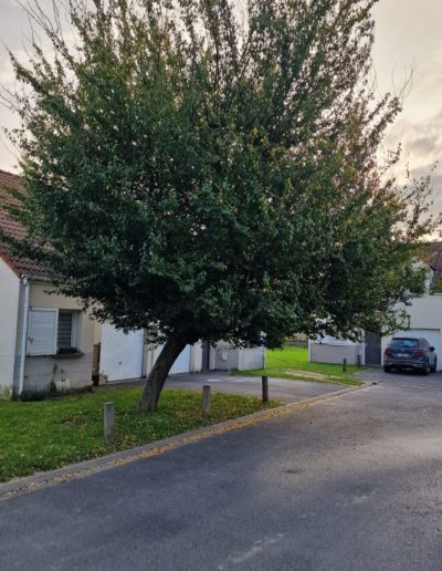 COULEURS-ET-PAYSAGES- ELAGAGE-ARBRE1-AVANT