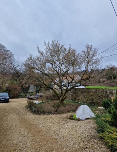 COULEURS-ET-PAYSAGES- ELAGAGE-MAGNOLIA-APRES